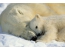 Фотообои Komar 1-605 Polar Bears
