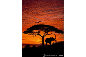 Фотообои Komar 4-501 African Sunset